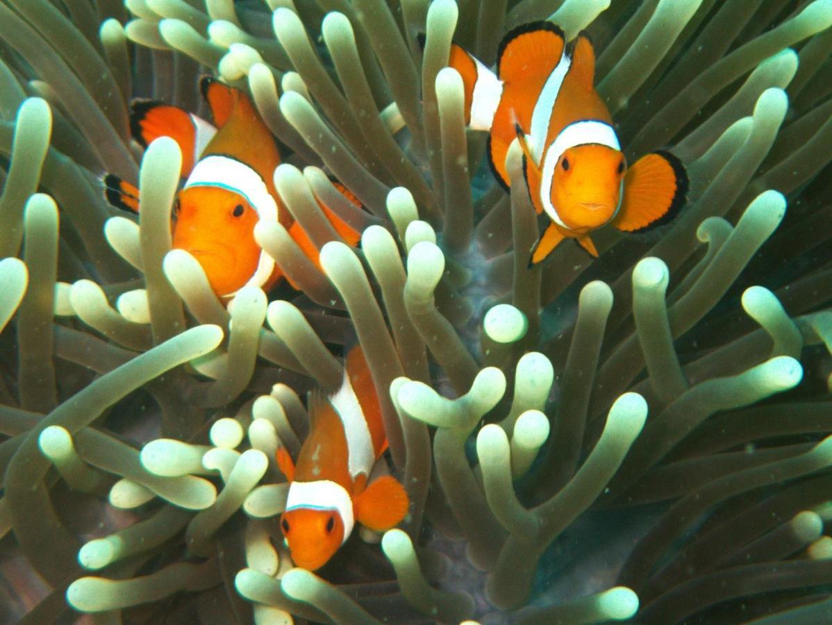 Puri Wirata Dive Resort And Spa Amed Exterior photo